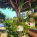 Erna - Cherry & Blue * Novigrad Istria